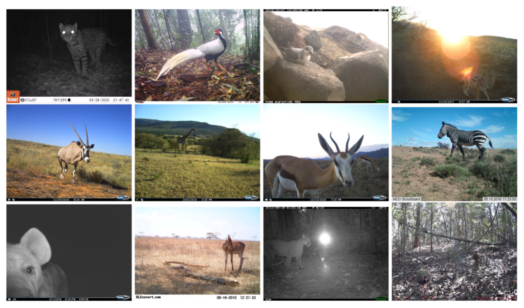 Object detection-based cameras