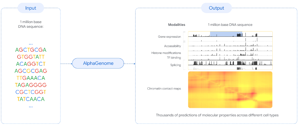 How AlphaGenome works