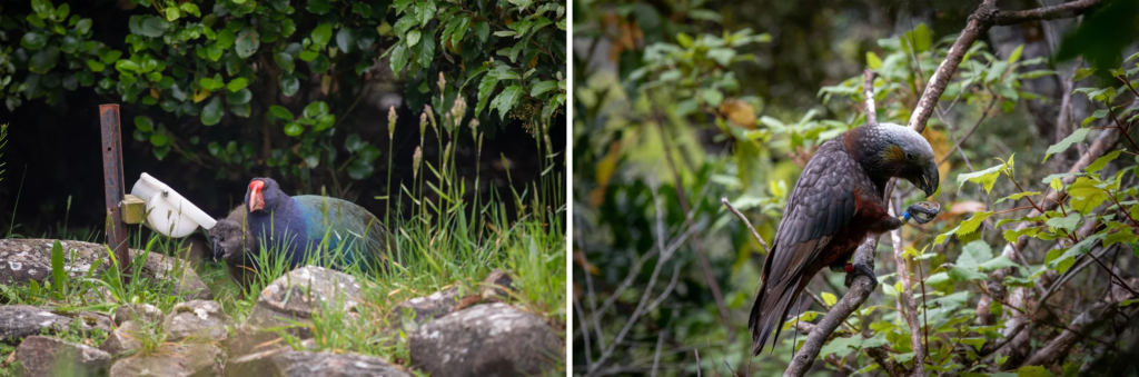 A takahē with its chick (left), and a kākā (right)